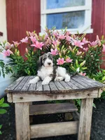 Crystal, a female Bernedoodle for sale in Millersburg, PA – 3 of 3