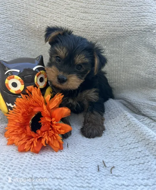 Wonka – Yorkshire Terrier puppy for sale in Millersburg, PA