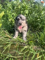 Les, a male Australian Shepherd and Golden Retriever for sale in Millersburg, PA – 2 of 4