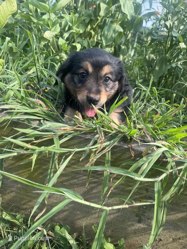 Lilly – Australian Shepherd, Golden Retriever puppy for sale in Millersburg, PA
