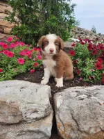 Jeffrey, a male Border Collie for sale in Millersburg, PA – 2 of 4