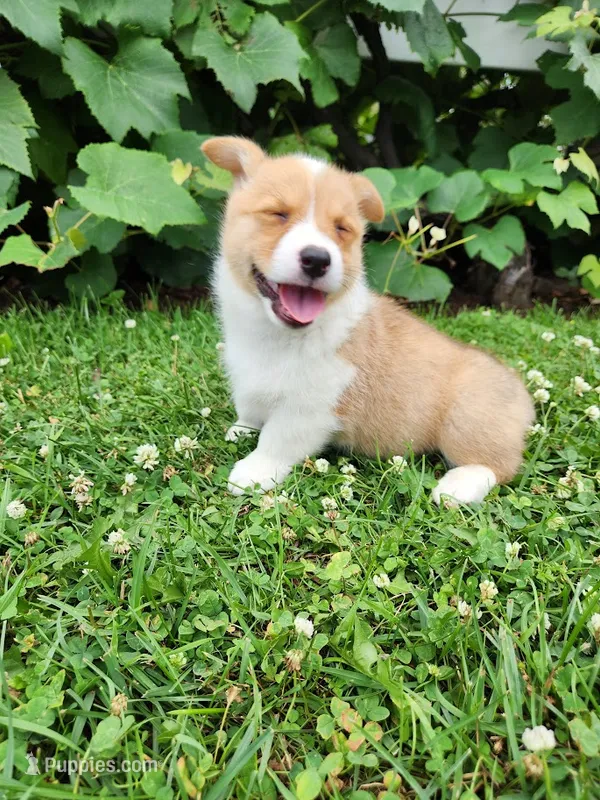 Abby – Pembroke Welsh Corgi puppy for sale in Millersburg, PA