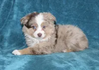 Smokey, a male Miniature Australian Shepherd for sale in Millersburg, PA – Photo 4 of 4