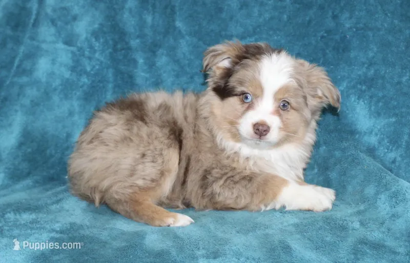 Smokey – Miniature Australian Shepherd puppy for sale in Millersburg, PA