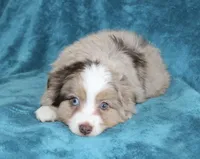 Smokey, a male Miniature Australian Shepherd for sale in Millersburg, PA – Photo 2 of 4