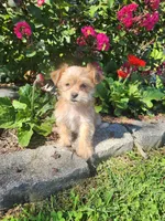Tom, a male Shorkie for sale in Millersburg, PA – 2 of 5