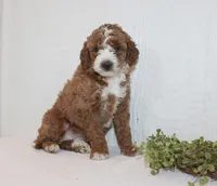 Abby, a female Poodle - Miniature  for sale in Millersburg, PA – Photo 3 of 3