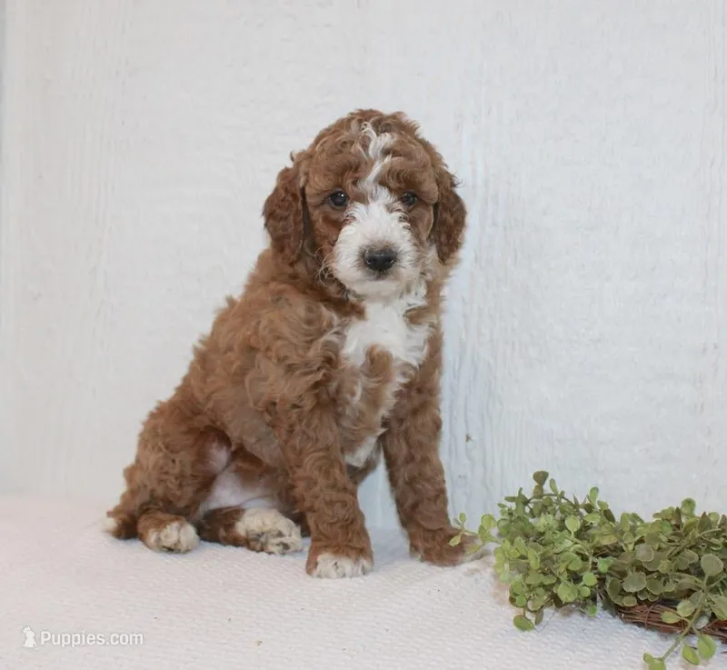 Abby – Poodle - Miniature  puppy for sale in Millersburg, PA