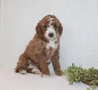 Abby, a female Poodle - Miniature  for sale in Millersburg, PA – Photo 1 of 3