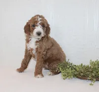 Abby, a female Poodle - Miniature  for sale in Millersburg, PA – Photo 2 of 3