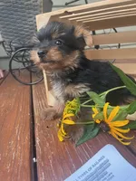 Alex, a male Yorkshire Terrier for sale in Millersburg, PA – 3 of 4