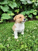 Andrew, a male Pembroke Welsh Corgi for sale in Millersburg, PA – 4 of 4