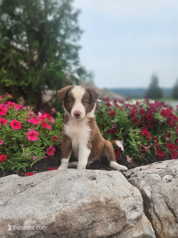 Jayce – Border Collie puppy for sale in Millersburg, PA