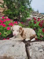Jerry, a male Border Collie for sale in Millersburg, PA – 2 of 4