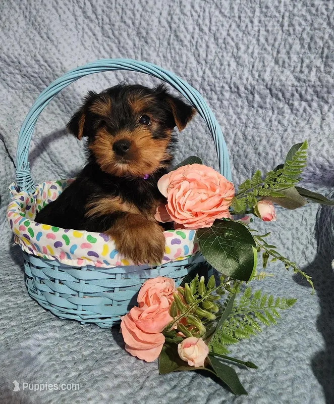 Susie – Yorkshire Terrier puppy for sale in Millersburg, PA