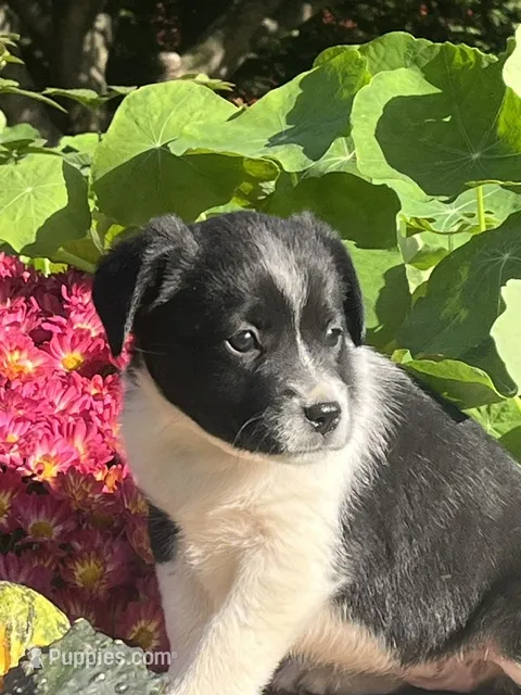 Reilly – Australian Shepherd, Border Collie puppy for sale in Millersburg, PA