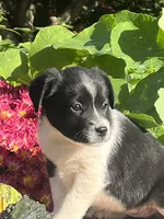 Reilly, a female Australian Shepherd and Border Collie for sale in Millersburg, PA – 1 of 3