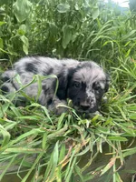 Laura, a female Australian Shepherd and Golden Retriever for sale in Millersburg, PA – 3 of 4