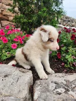 Jordan, a male Border Collie for sale in Millersburg, PA – 2 of 4