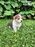 Austin, a male Pembroke Welsh Corgi for sale in Millersburg, PA – 3 of 4