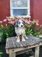 Colt, a male Bernedoodle for sale in Millersburg, PA – 3 of 4