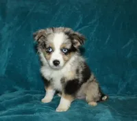 Smokey, a male Miniature Australian Shepherd for sale in Millersburg, PA – 4 of 4