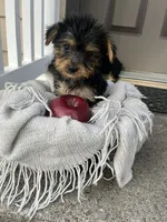 Millie, a female Yorkshire Terrier for sale in Millersburg, PA – 2 of 3