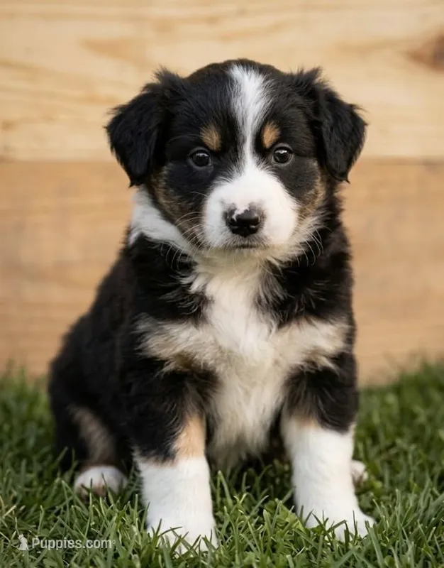 Cody – Australian Shepherd, Border Collie puppy for sale in Millersburg, PA