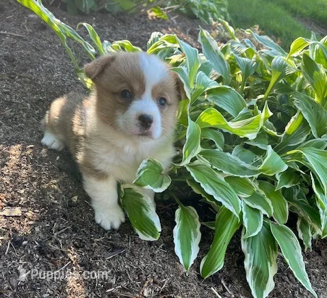 Ollie – Pembroke Welsh Corgi puppy for sale in Millersburg, PA