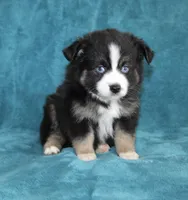 Jewel, a female Miniature Australian Shepherd for sale in Millersburg, PA – Photo 3 of 3