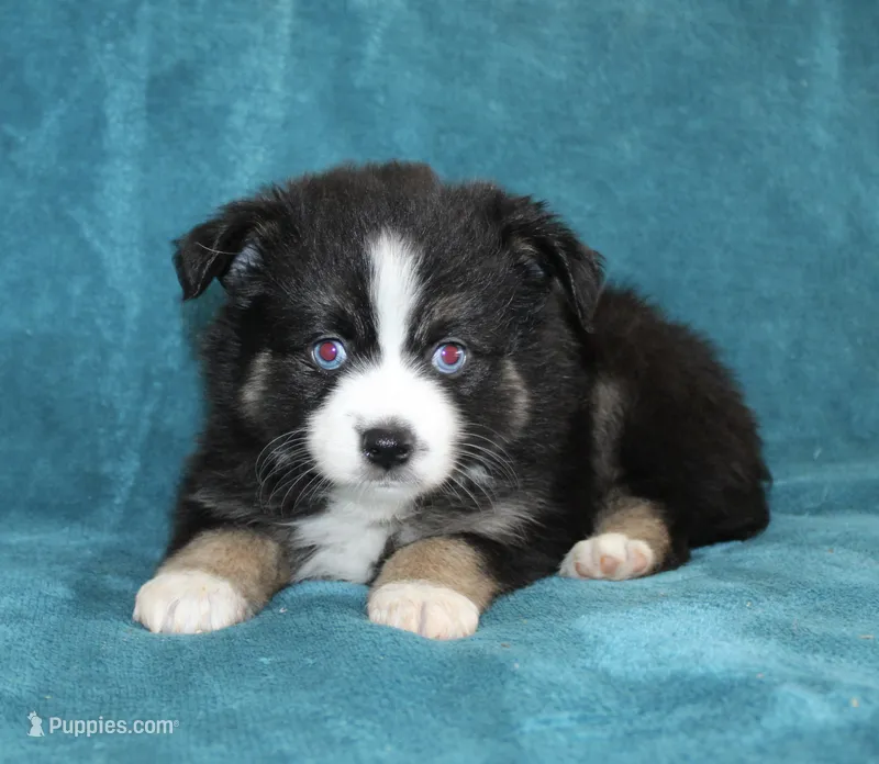 Jewel – Miniature Australian Shepherd puppy for sale in Millersburg, PA