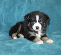 Jewel, a female Miniature Australian Shepherd for sale in Millersburg, PA – Photo 2 of 3
