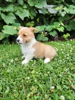 Abby, a female Pembroke Welsh Corgi for sale in Millersburg, PA – 3 of 4