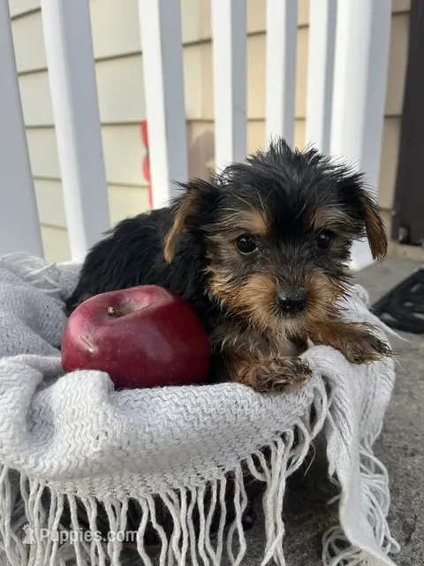 Mason – Yorkshire Terrier puppy for sale in Millersburg, PA