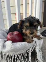 Mason, a male Yorkshire Terrier for sale in Millersburg, PA – 1 of 3