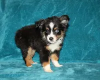 Sparky, a male Miniature Australian Shepherd for sale in Millersburg, PA – 4 of 4