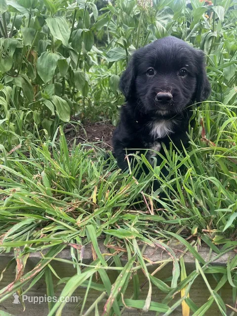 Lonie – Australian Shepherd, Golden Retriever puppy for sale in Millersburg, PA