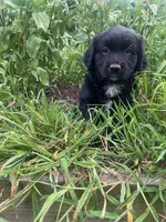 Lonie, a male Australian Shepherd and Golden Retriever for sale in Millersburg, PA – 1 of 3