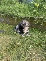 Luke, a male Australian Shepherd and Golden Retriever for sale in Millersburg, PA – 4 of 4