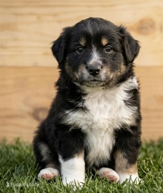 Chase – Australian Shepherd, Border Collie puppy for sale in Millersburg, PA