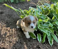 Ollie, a male Pembroke Welsh Corgi for sale in Millersburg, PA – 2 of 3