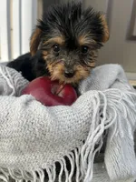 Macey, a female Yorkshire Terrier for sale in Millersburg, PA – 1 of 3