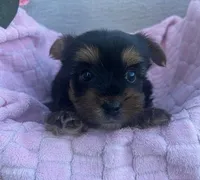 June, a female Yorkshire Terrier for sale in Millersburg, PA – Photo 3 of 3