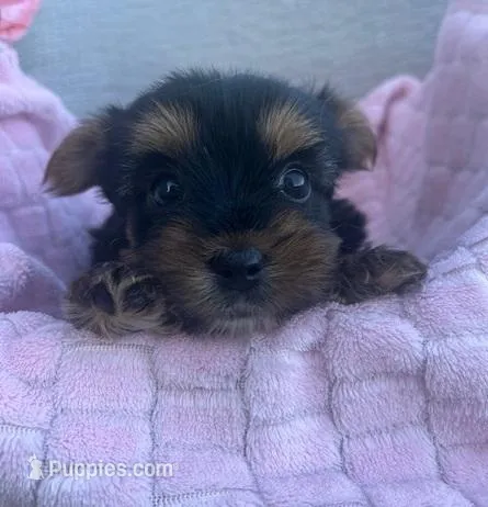 June – Yorkshire Terrier puppy for sale in Millersburg, PA