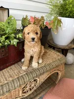 Skyla, a female Miniature Goldendoodle for sale in Millersburg, PA – 1 of 3