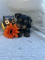 Wonka, a male Yorkshire Terrier for sale in Millersburg, PA – 2 of 3