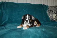 Jingles, a male Miniature Australian Shepherd for sale in Millersburg, PA – 2 of 7