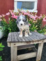 Colt, a male Bernedoodle for sale in Millersburg, PA – 4 of 4