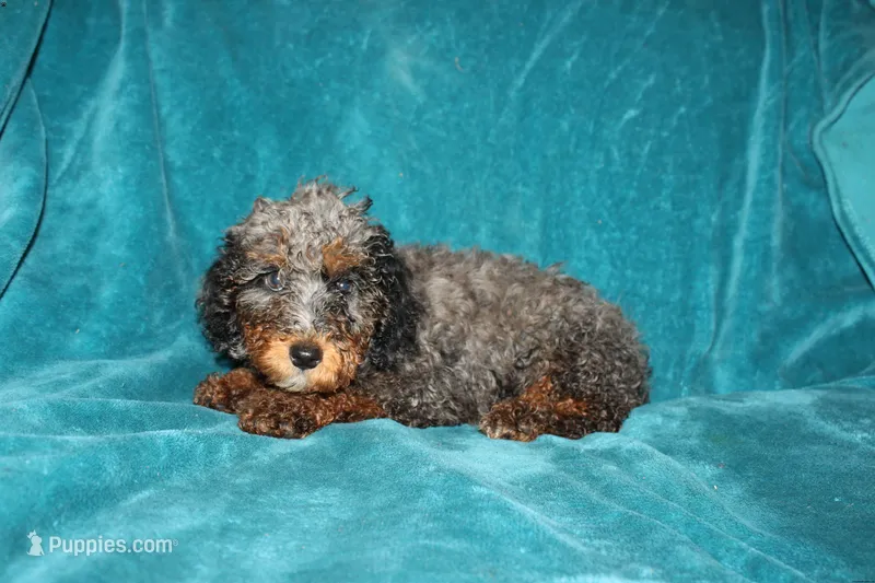 Tina – Poodle - Miniature  puppy for sale in Millersburg, PA