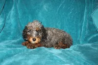Tina, a female Poodle - Miniature  for sale in Millersburg, PA – 1 of 2